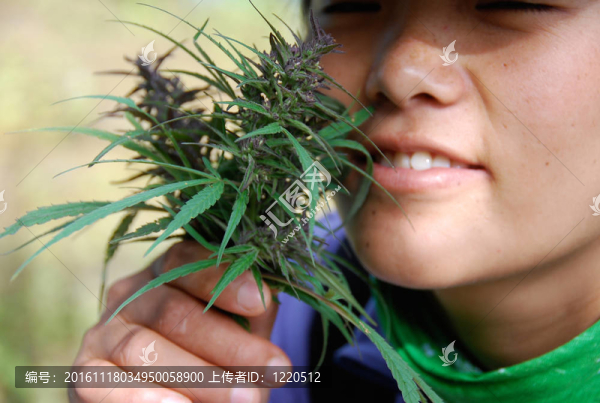 大麻1