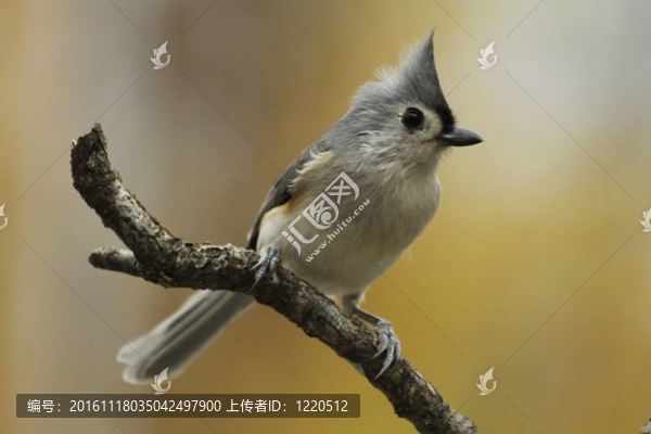 毛冠山雀