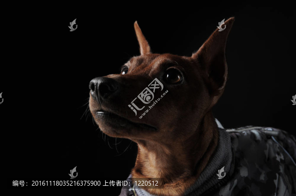 迷你杜賓犬。