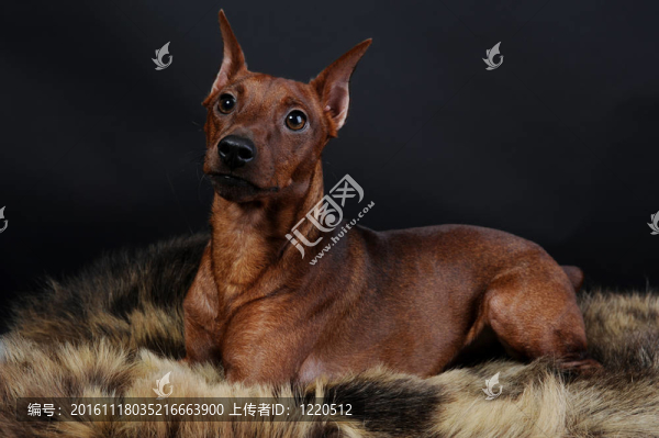 迷你杜賓犬。