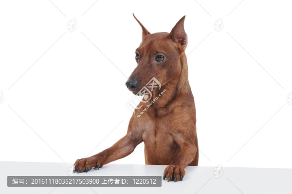 迷你杜賓犬。