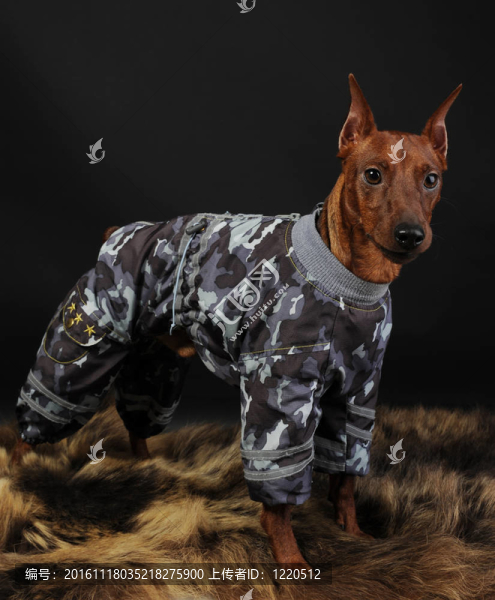 迷你杜賓犬。