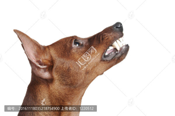 迷你杜賓犬。