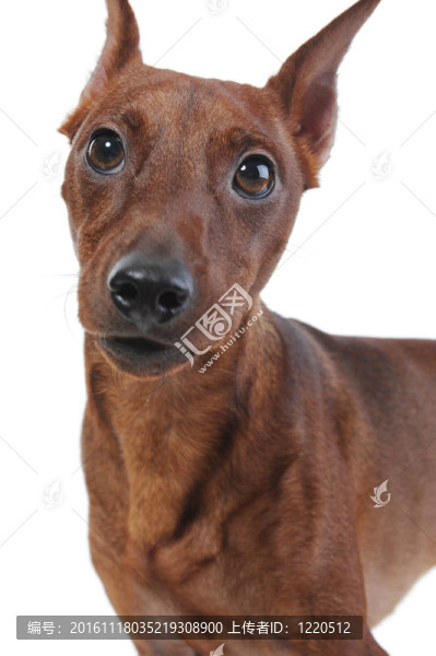 迷你杜賓犬。