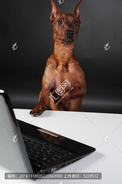 迷你杜賓犬。