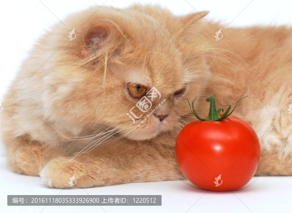 貓在聞西紅柿