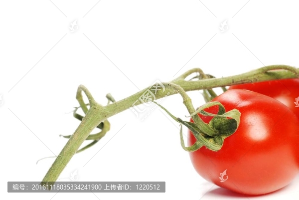 美麗的番茄和葉型