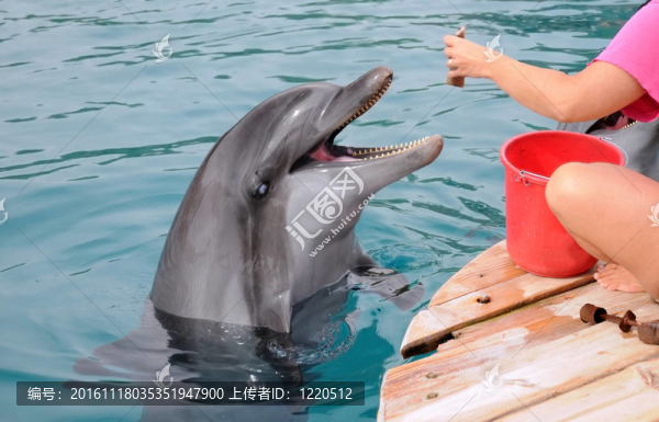 喂海豚