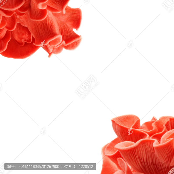 粉紅牡蠣蘑菇架