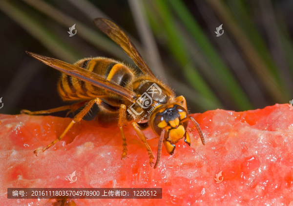 西瓜2大黃蜂