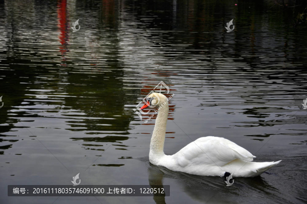 葡萄牙