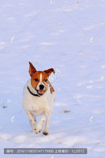 狗在雪地里奔跑