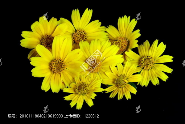 野菊花