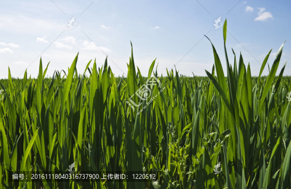 綠色的草