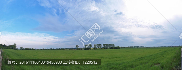 綠色的田野
