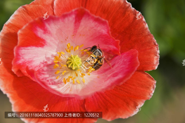 罌粟花蜜蜂