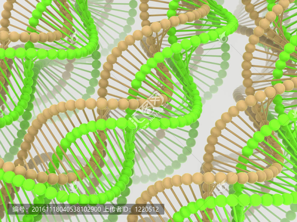 基因在DNA