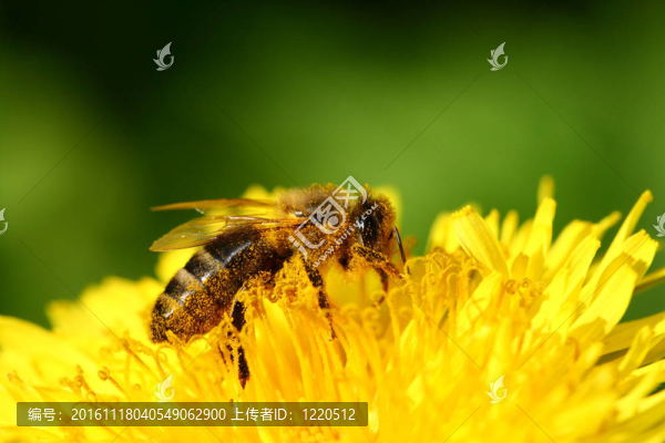蜜蜂-匯圖網(wǎng) www.fosd68.com 蜜蜂
