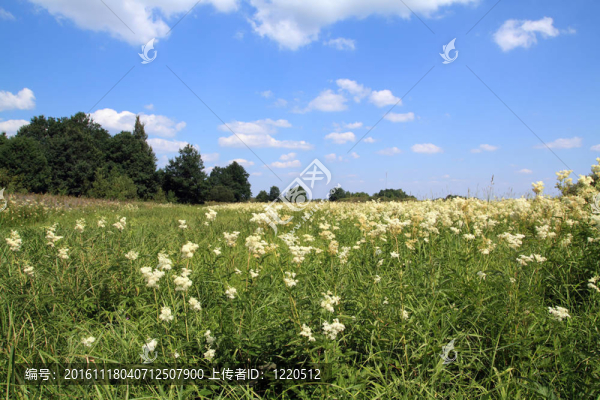 在夏天的場(chǎng)白flowerses