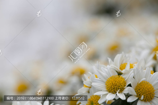 美麗菊花的細(xì)節(jié)