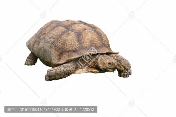 巨龜