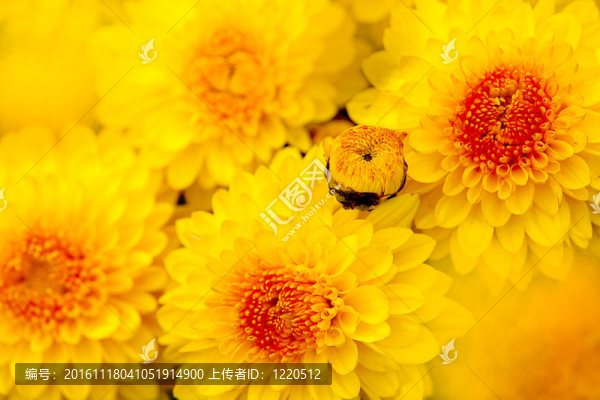 美麗菊花的細(xì)節(jié)