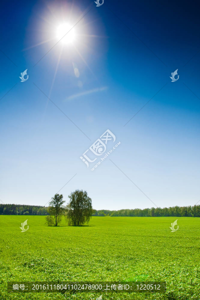 藍色明亮的天空下的綠草