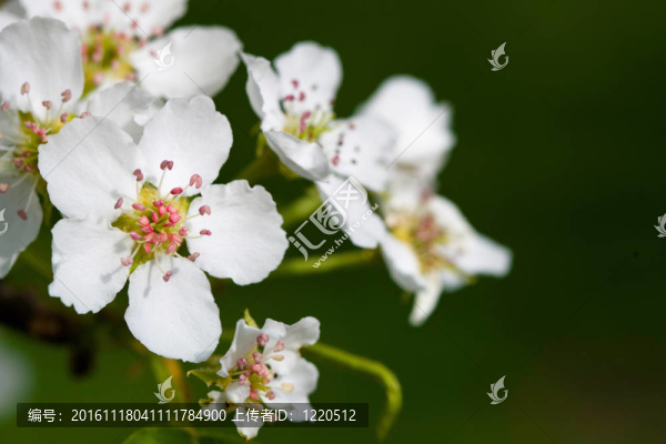蘋果樹白花