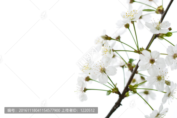 櫻桃樹白花