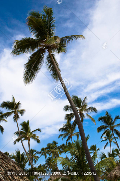 海灘上的許多棕櫚島