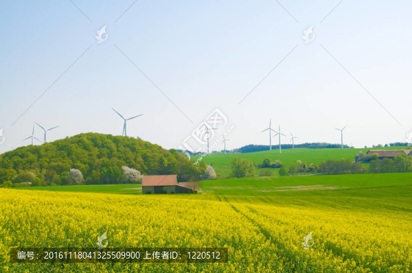 盛開的油菜和風(fēng)車。
