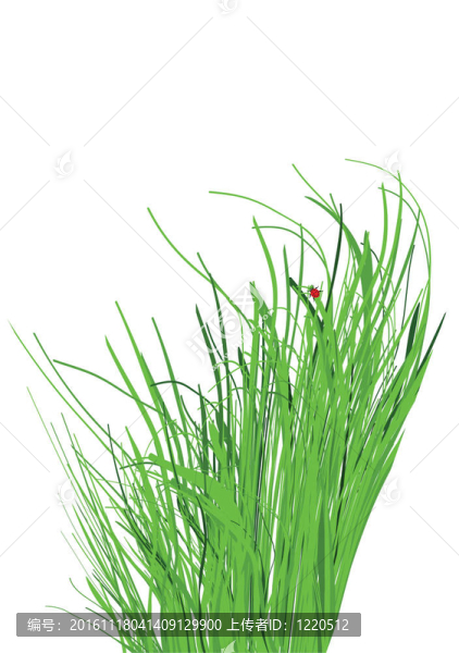 草和瓢蟲