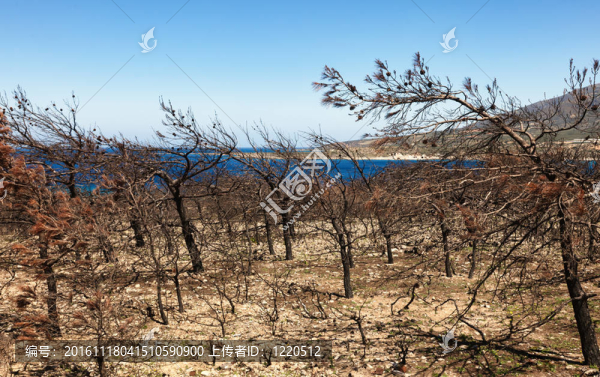 火燒森林克里特島；希臘