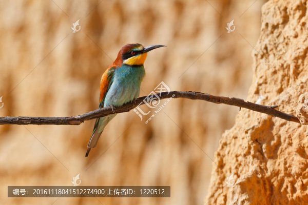 歐洲食蜂鳥