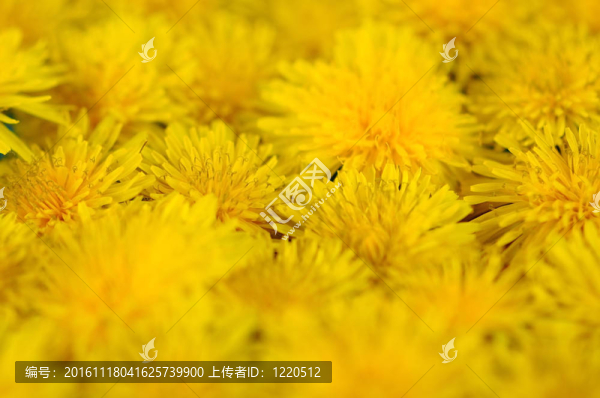 花黃色的蒲公英背景