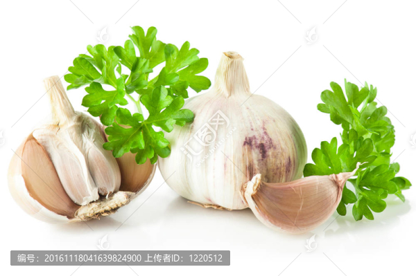 香料:大蒜和新鮮的香菜葉-匯圖網(wǎng) www.fosd68.com 香料:大蒜和新鮮的香菜葉