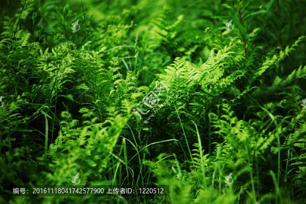 蕨類植物