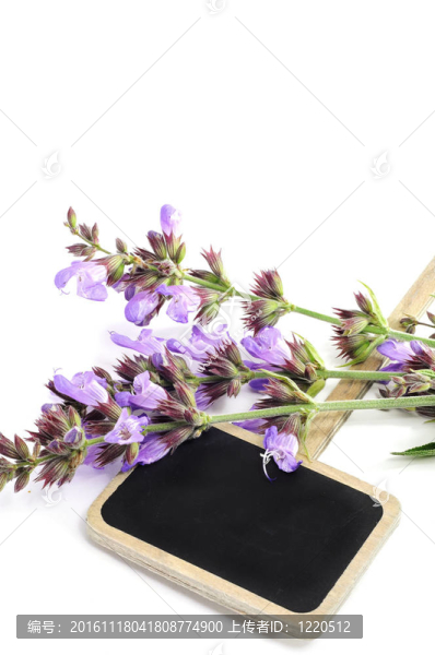 丹參的花