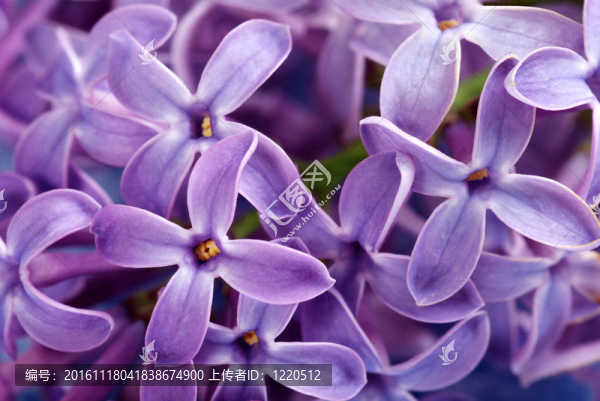 紫丁香花的特寫(xiě)