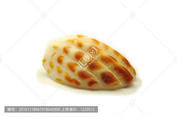 孤立的貝殼