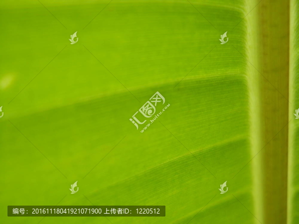 香蕉葉