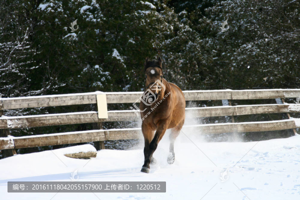 在雪地里馳騁