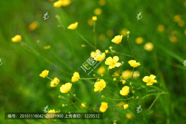 毛茛