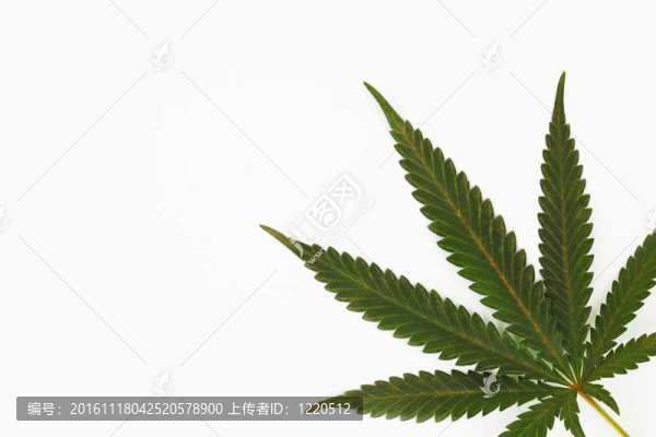 大麻葉