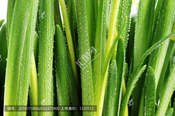 綠葉上的液滴