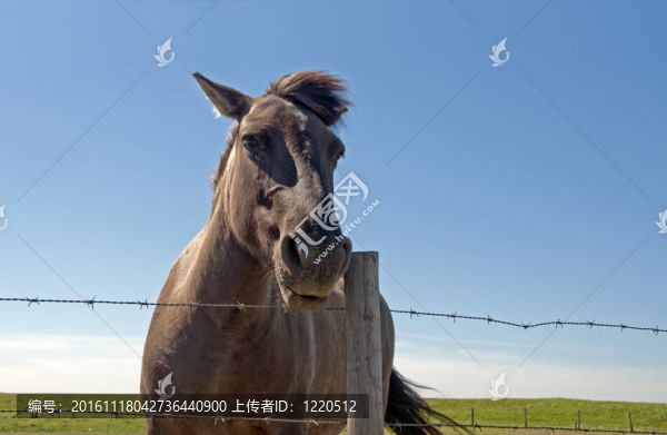 馬
