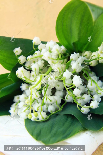 可愛(ài)的一束百合花