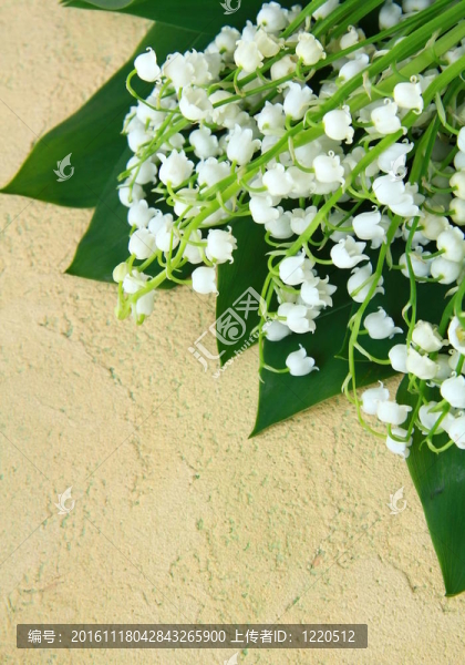 可愛(ài)的一束百合花