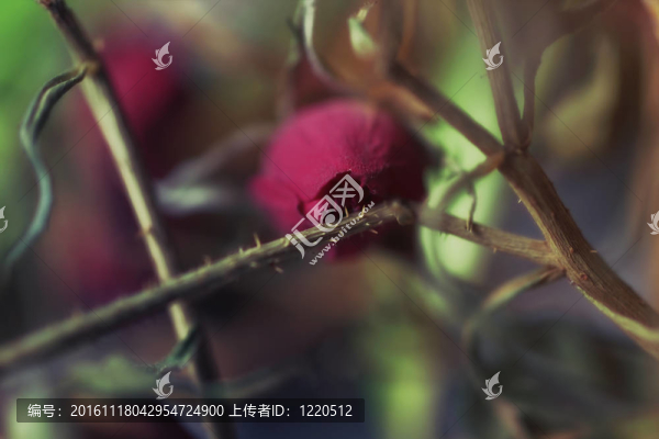 干花紅玫瑰