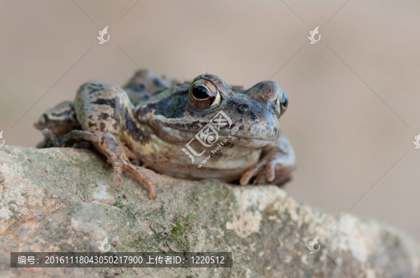 青蛙